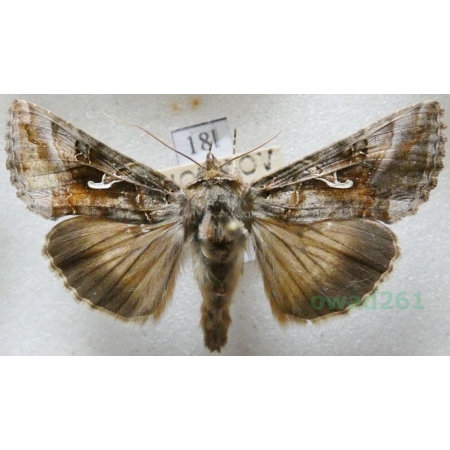 Autographa gamma (Linnaeus, 1758) Błyszczka jarzynówka Czech18l